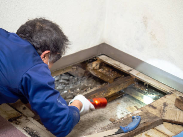 Best White Mold Remediation in Park Rapids, MN