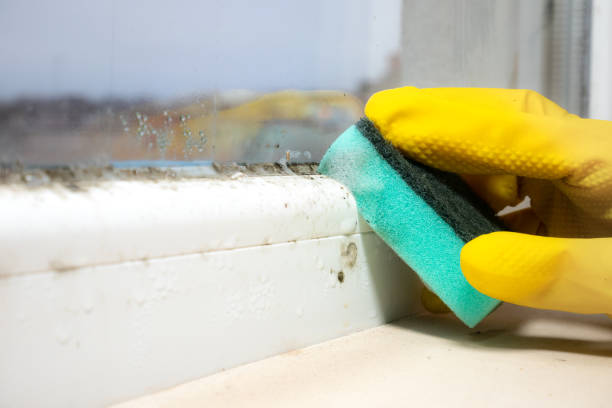 Best Crawl Space Mold Remediation in Park Rapids, MN