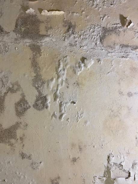 Best Emergency Mold Remediation in Park Rapids, MN