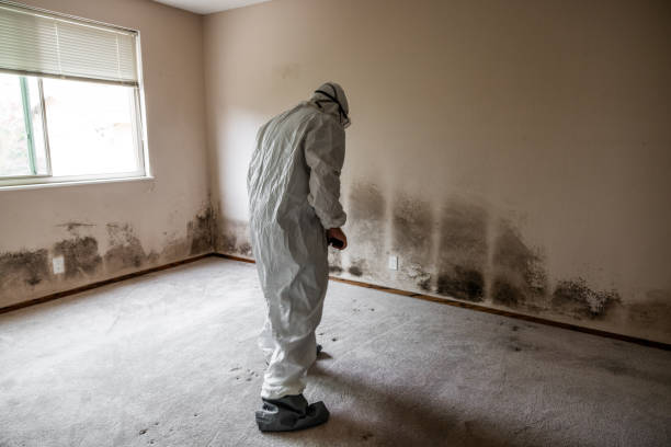 Best DIY Mold Remediation Support Services in Park Rapids, MN