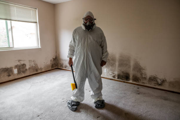 Best Mold Remediation for Schools in Park Rapids, MN